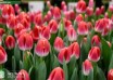 Tulipa With Love (3)